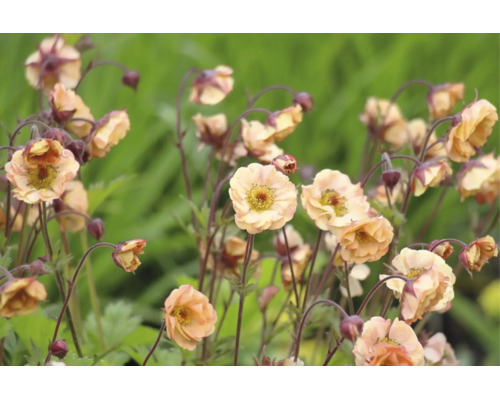 Nejlikrot Geum med persikofärgade halvfyllda blommor på mörka stjälkar.