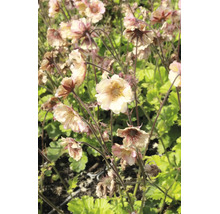 Nejlikrotsblommor på tunna stjälkar bland blad.