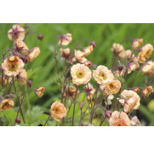 Nejlikrot Geum med persikofärgade halvfyllda blommor på mörka stjälkar.