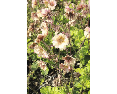 Nejlikrotsblommor på tunna stjälkar bland blad.