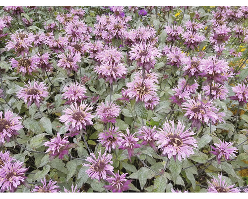 Blommande temynta Monarda med lila blommor i en trädgårdsrabatt.