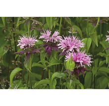 Temynta Monarda med rosa blommor och gröna blad.