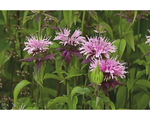 Temynta Monarda med rosa blommor och gröna blad.