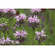 Temynta Monarda med ljuslila blommor och gröna blad i trädgården.