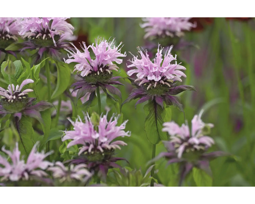 Temynta Monarda med ljuslila blommor och gröna blad i trädgården.