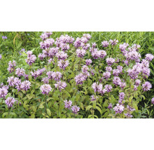 Blommande temynta med lila blommor och gröna blad i trädgården.