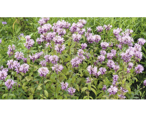 Blommande temynta med lila blommor och gröna blad i trädgården.