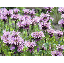 Blommande temynta i trädgården med karakteristiska, fransiga blomhuvuden och gröna blad.