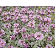 Blommande temynta Monarda med lila blommor i en trädgårdsrabatt.