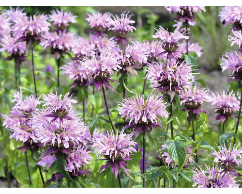 Blommande temynta i trädgården med karakteristiska, fransiga blomhuvuden och gröna blad.