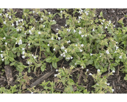 Lungört Pulmonaria med vita blommor och fläckiga blad.