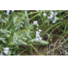 Lungört med ljusa blommor och karakteristiska vitfläckiga blad.