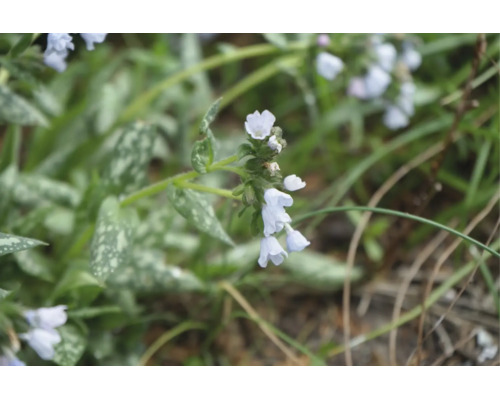 Lungört med ljusa blommor och karakteristiska vitfläckiga blad.
