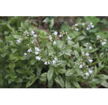 Lungört med ljusa blommor och silverfläckiga blad i en trädgård.