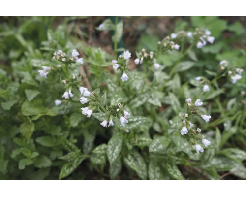 Lungört med ljusa blommor och silverfläckiga blad i en trädgård.