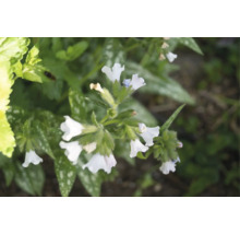 Lungört med vita klockformade blommor och fläckiga blad.