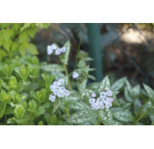 Lungört med ljusa blommor och silverfläckiga blad i en trädgård.
