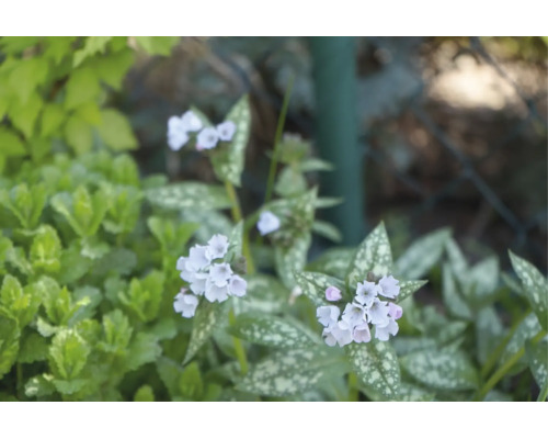 Lungört med ljusa blommor och silverfläckiga blad i en trädgård.
