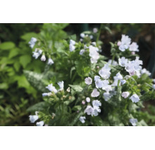 Blommande lungört Pulmonaria med ljusa blommor och fläckiga blad i trädgården.