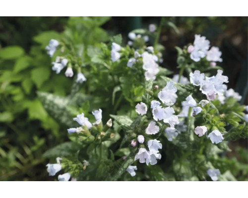 Blommande lungört Pulmonaria med ljusa blommor och fläckiga blad i trädgården.