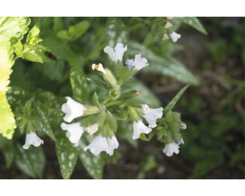 Lungört med vita klockformade blommor och fläckiga blad.