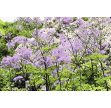 Blommande rutan (Thalictrum) med skira lila blomställningar och gröna blad i en trädgård.