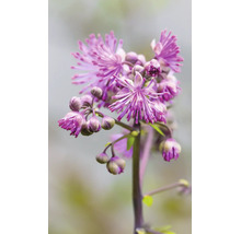 Närbild på en violruta Thalictrum med fina lila blommor och slutna knoppar.
