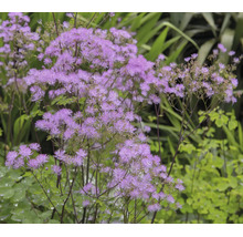 Thalictrum rutan med lila blommor på höga stjälkar i en trädgård.