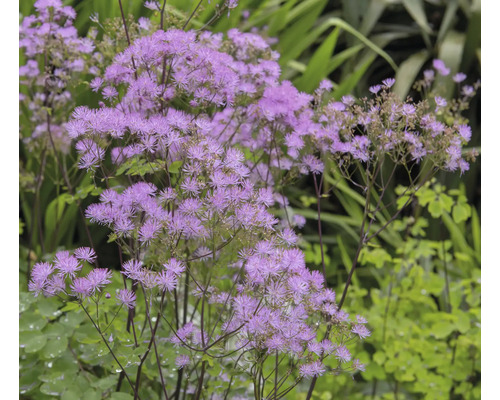 Thalictrum rutan med lila blommor på höga stjälkar i en trädgård.
