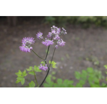 Aklejruta med lila, fjäderliknande blommor.