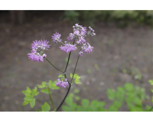 Aklejruta med lila, fjäderliknande blommor.