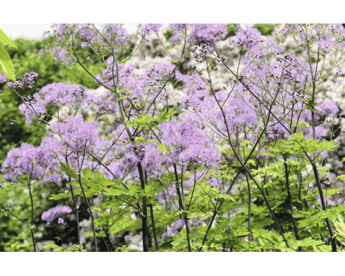 Blommande rutan (Thalictrum) med skira lila blomställningar och gröna blad i en trädgård.