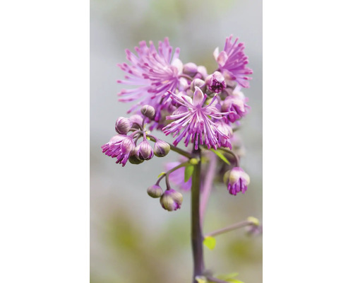 Närbild på en violruta Thalictrum med fina lila blommor och slutna knoppar.