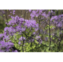 Violruta Thalictrum delavayi, skir perenn med många små lila blommor, trädgårdsväxt.