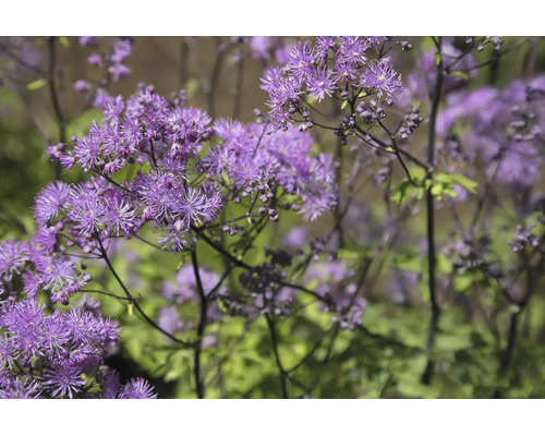 Violruta Thalictrum delavayi, skir perenn med många små lila blommor, trädgårdsväxt.