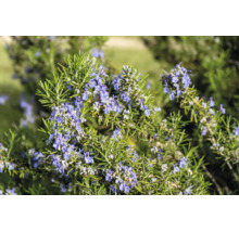 Blommande rosmarinplanta med nålliknande blad och små blå blommor i en trädgård.