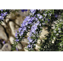 Blommande rosmarin med ljuslila blommor och gröna barrliknande blad.