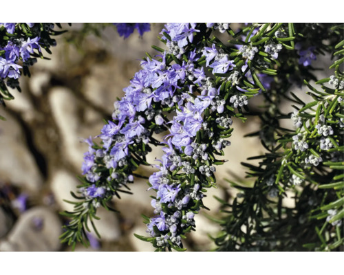Blommande rosmarin med ljuslila blommor och gröna barrliknande blad.