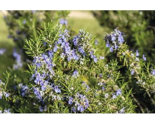 Blommande rosmarinplanta med nålliknande blad och små blå blommor i en trädgård.