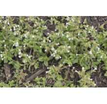 Lungört Pulmonaria med vita blommor och fläckiga blad.
