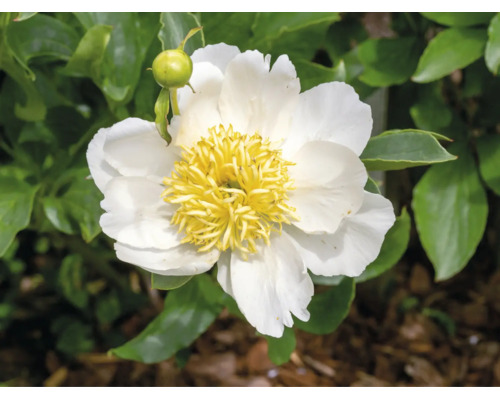 Blommande vit pion Paeonia med gul mitt och en grön knopp.