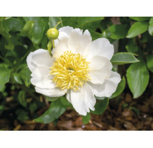 Blommande vit pion Paeonia med gul mitt och en grön knopp.