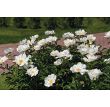 Vita pioner med gult centrum blommar i en trädgård bredvid en stenlagd gång.