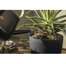En aloe vera-planta i en mörkgrå blomkruka vattnas med en svart vattenkanna. Krukan har en vattennivåmätare.