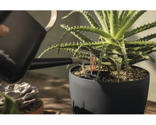 En aloe vera-planta i en mörkgrå blomkruka vattnas med en svart vattenkanna. Krukan har en vattennivåmätare.