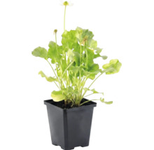 Vit kabbeleka Caltha palustris Alba med gröna blad i en svart plastkruka.