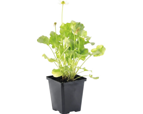 Vit kabbeleka Caltha palustris Alba med gröna blad i en svart plastkruka.