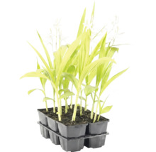 Bräda med sex unga växter med långa blad och små vita blommor.