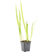 Ljusgrön vattenväxt med långa smala blad i en svart kvadratisk plastkruka