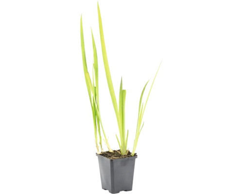 Ljusgrön vattenväxt med långa smala blad i en svart kvadratisk plastkruka